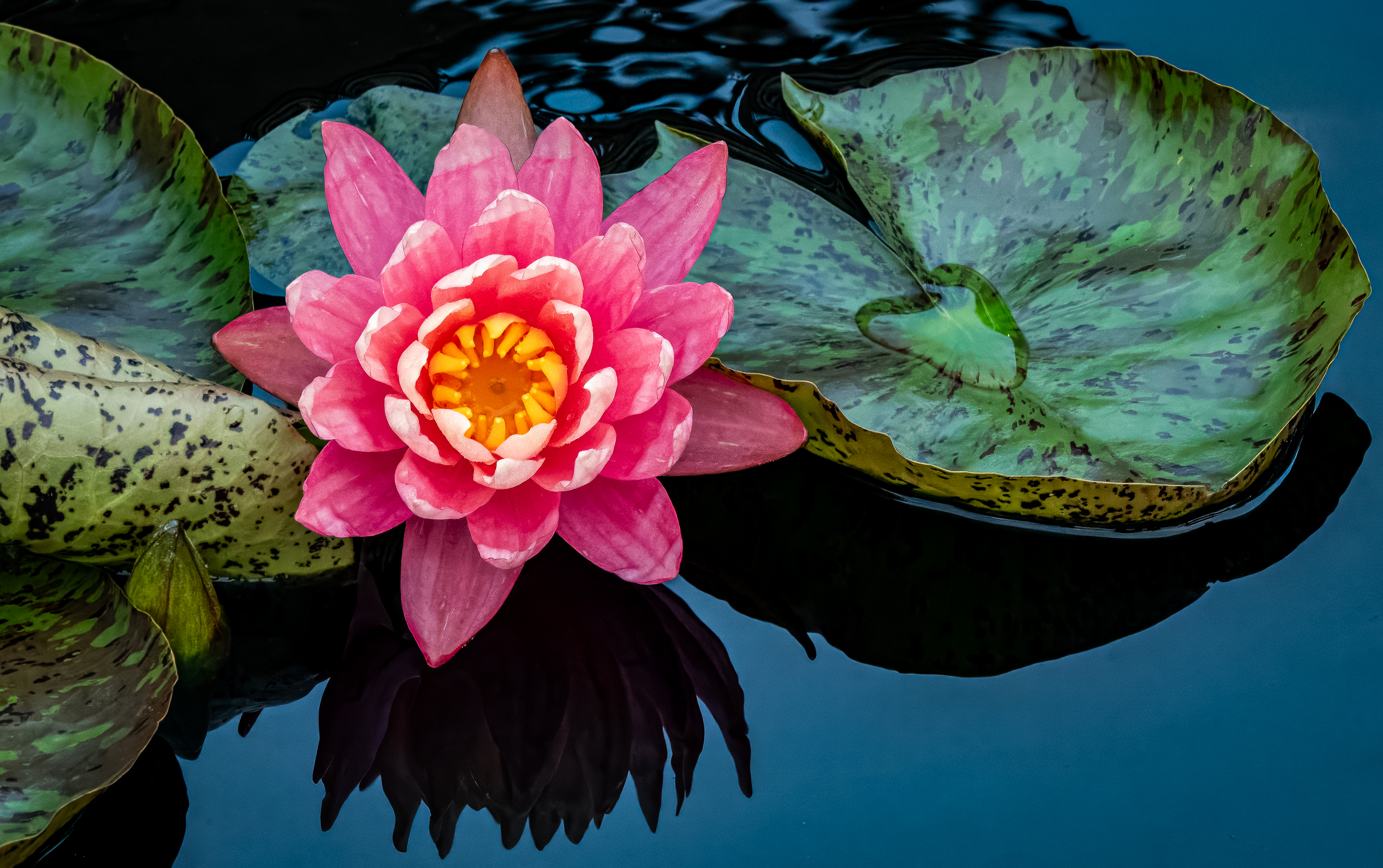 2nd PrizeOpen Color In Class 3 By Linda Gundersen For Evening Flame SEP-2025.jpg